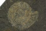 Dactylioceras Ammonite Cluster - Posidonia Shale, Germany #100278-1
